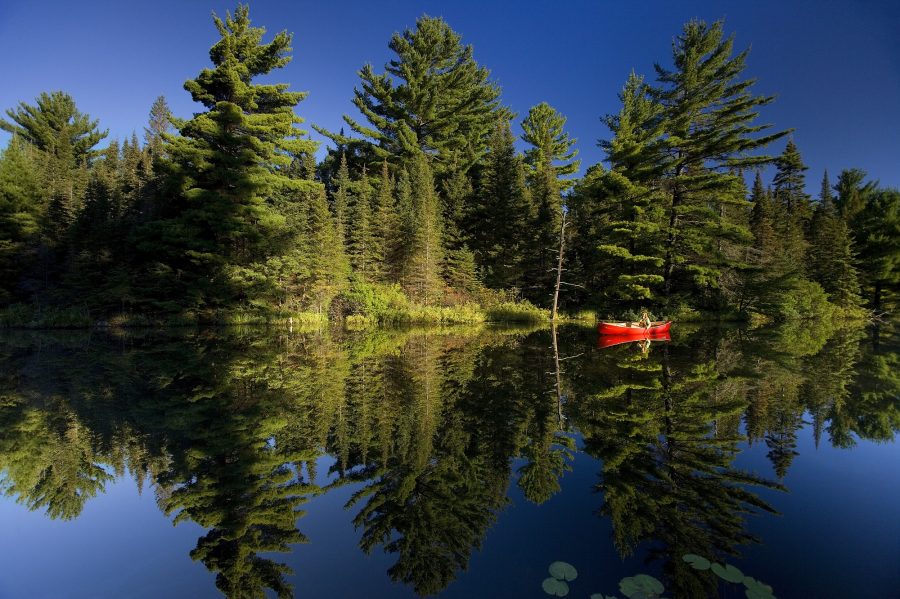 Forest Trees