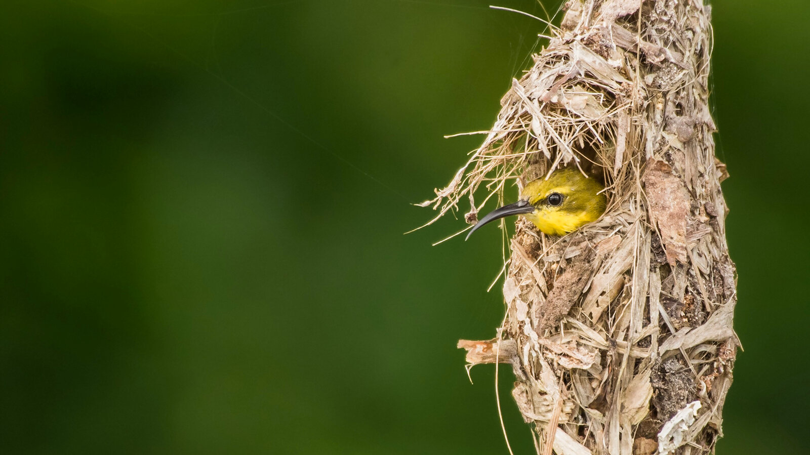 Songbird Nest